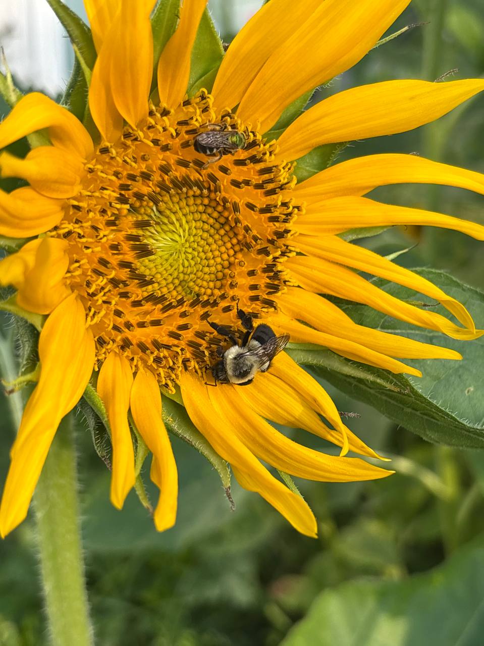Bright annual blooms at Cline's Nursery