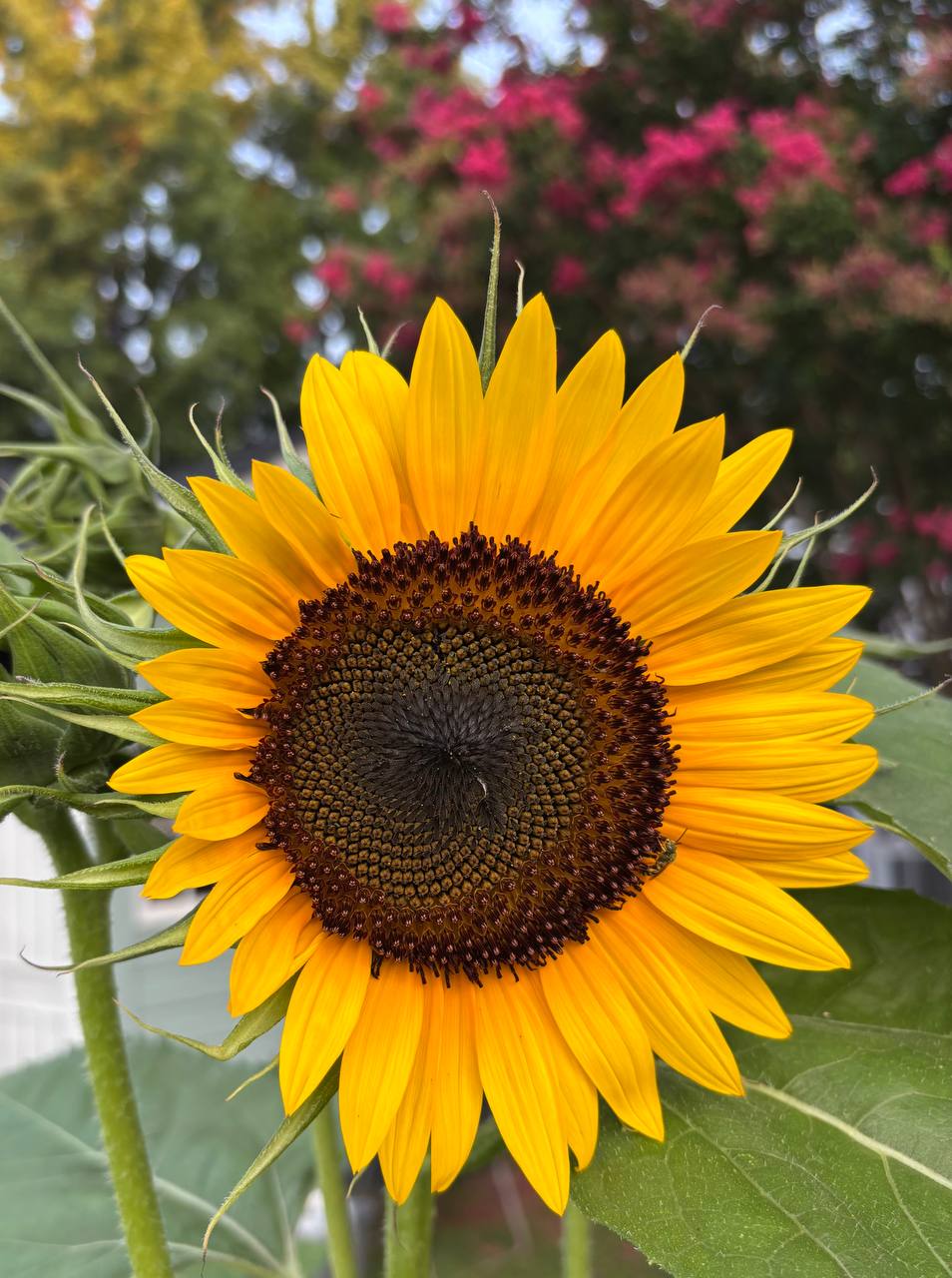 Annual color display for containers and beds