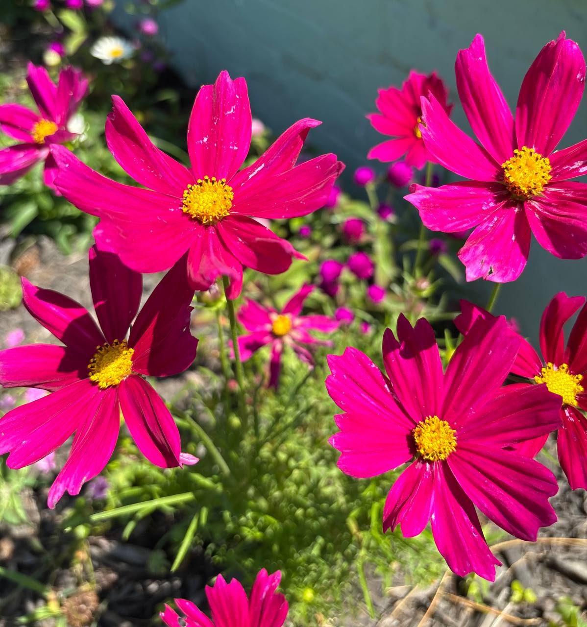 Annual flowers for porch and patio containers