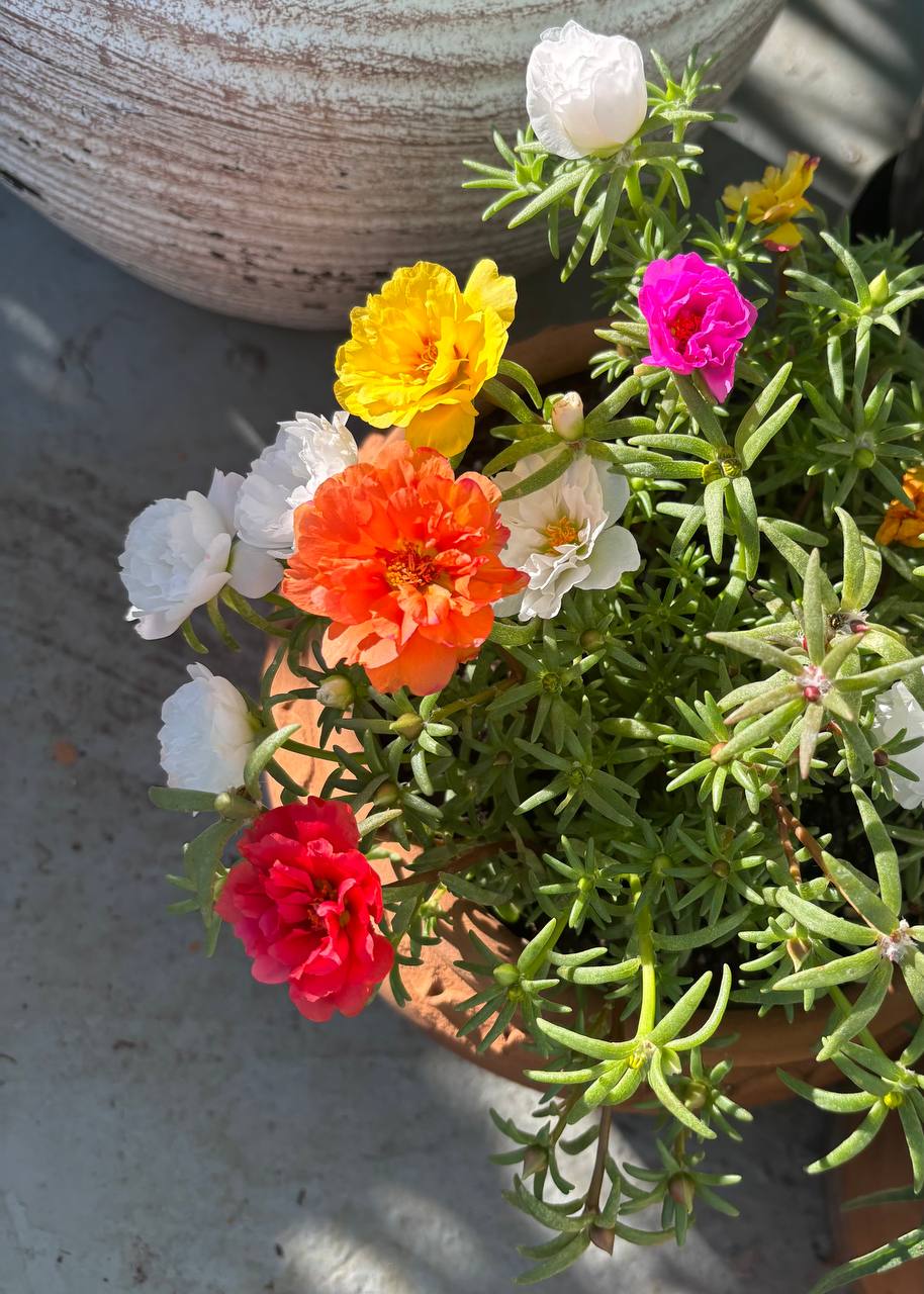 Annual flowers for sunny garden beds
