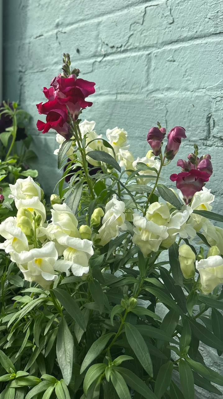 Annual plants for shade and mixed planters
