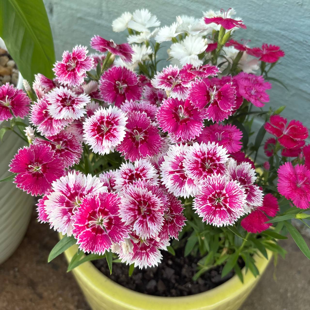 Annual flowers and seasonal color at Cline's Nursery 8