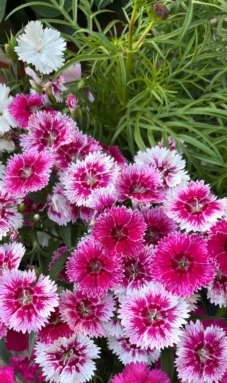Annual flowers and seasonal color at Cline's Nursery 9