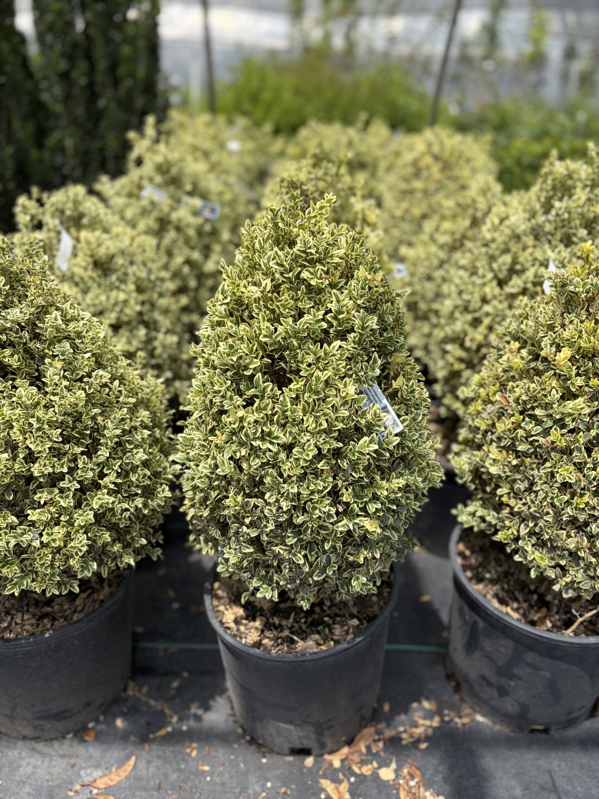 Boxwoods hero image 3