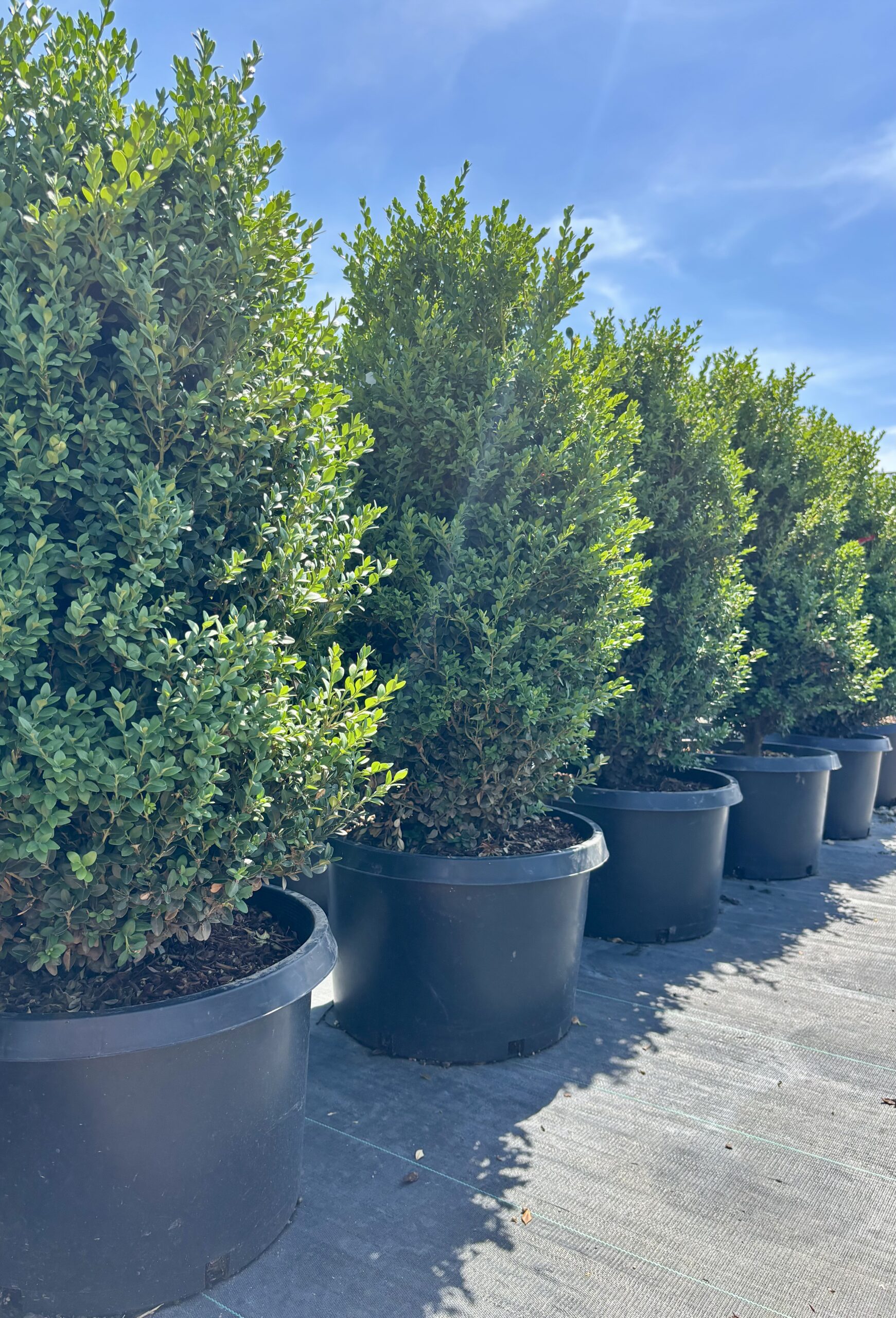 Boxwoods hero image 4