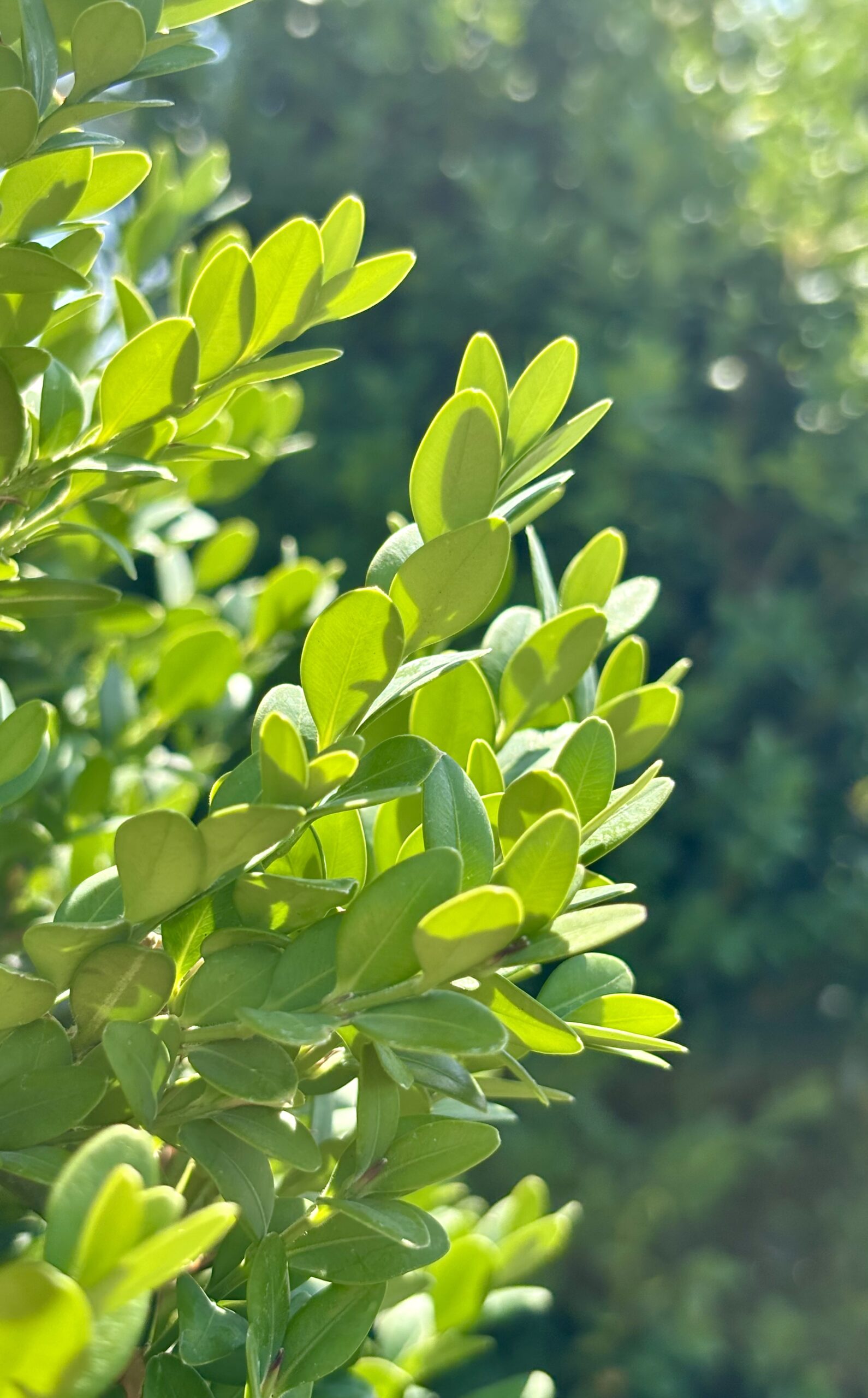 Boxwoods hero image 5