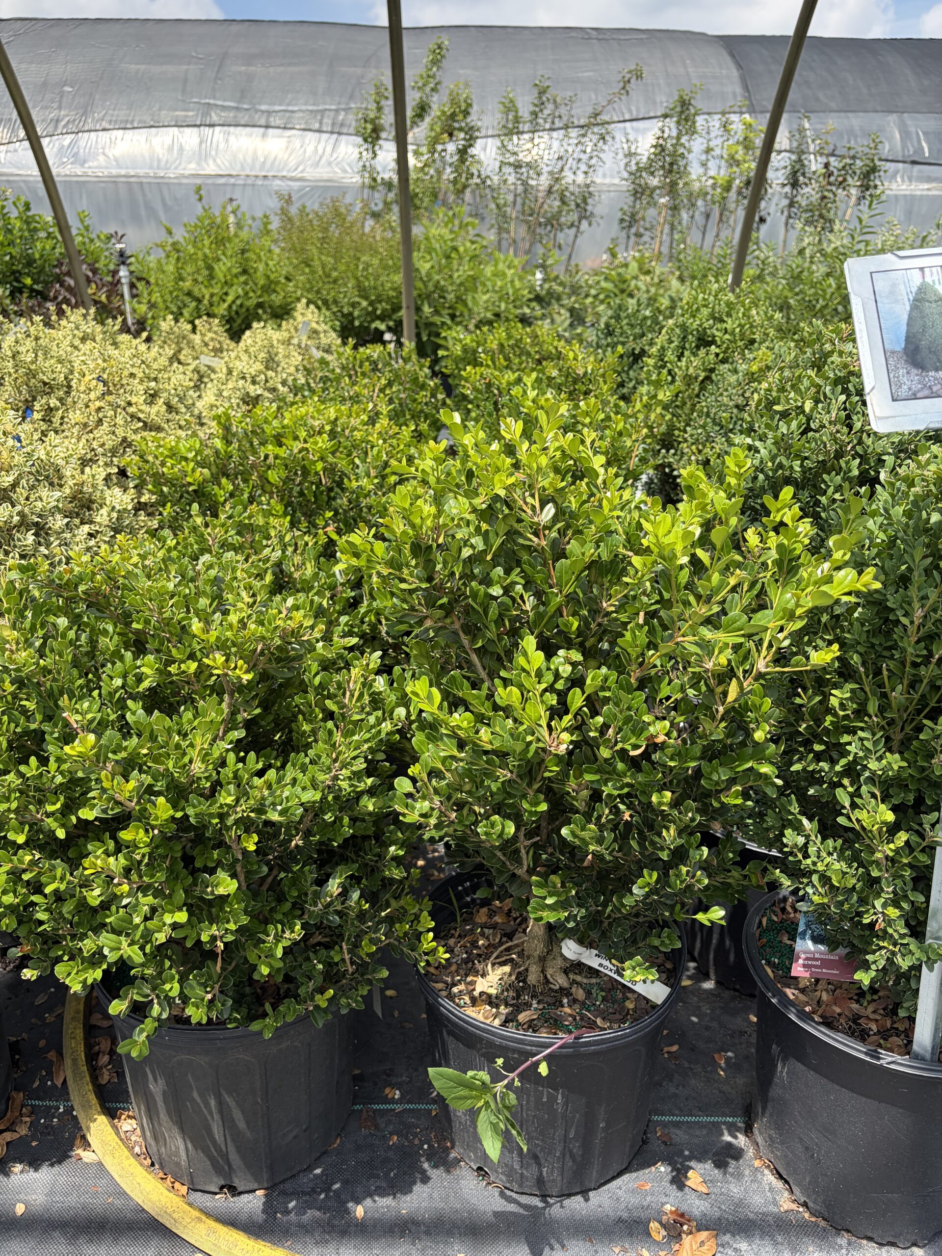 Boxwoods hero image 1
