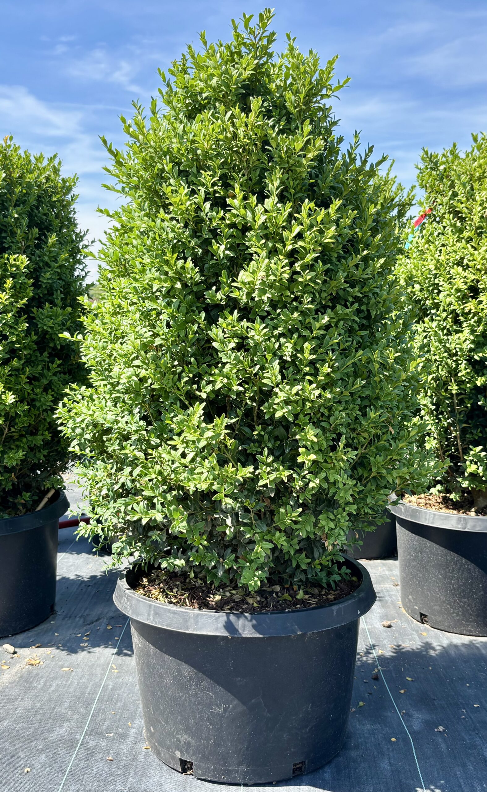 Boxwoods hero image 6