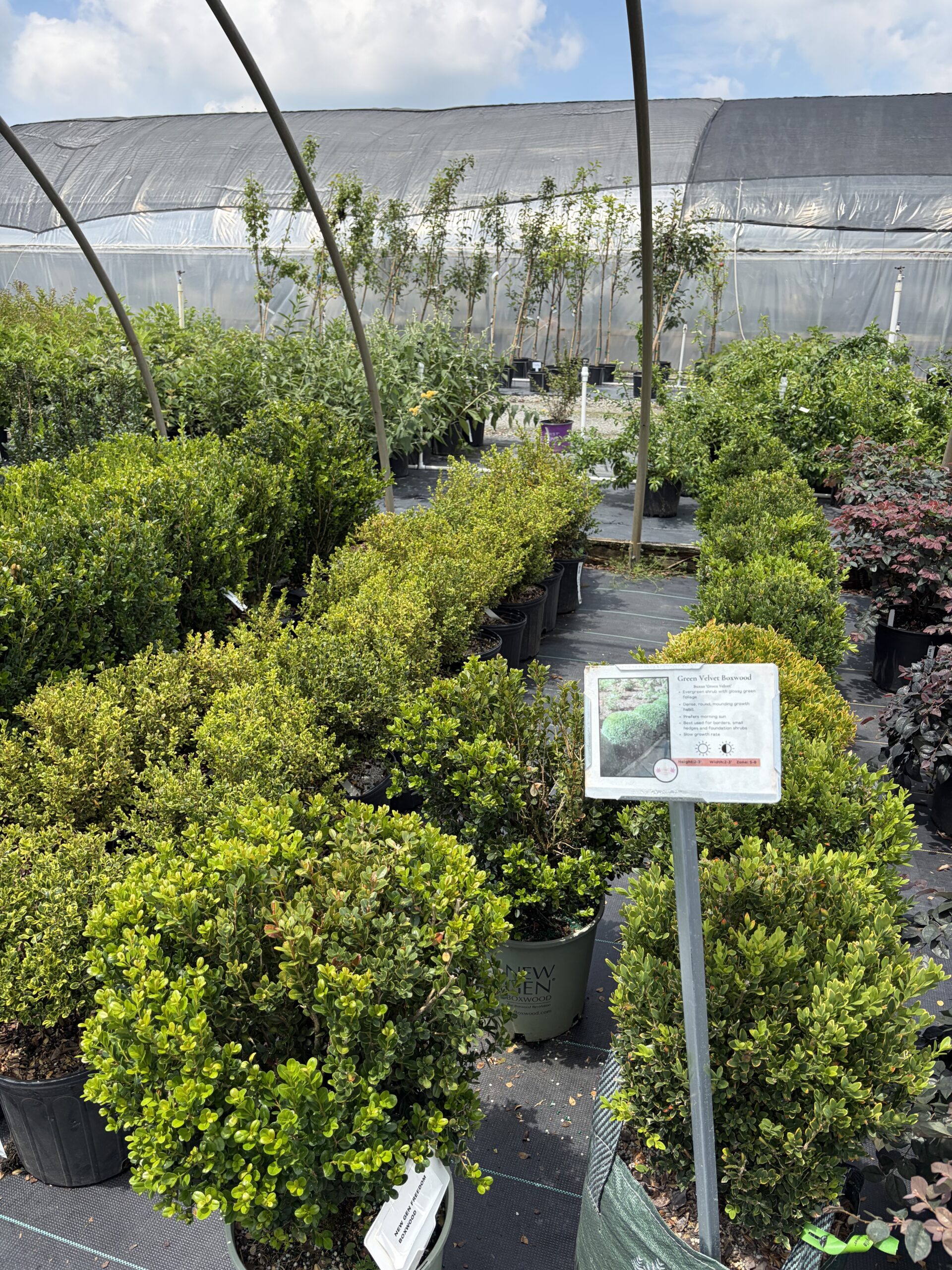 Boxwoods hero image 2