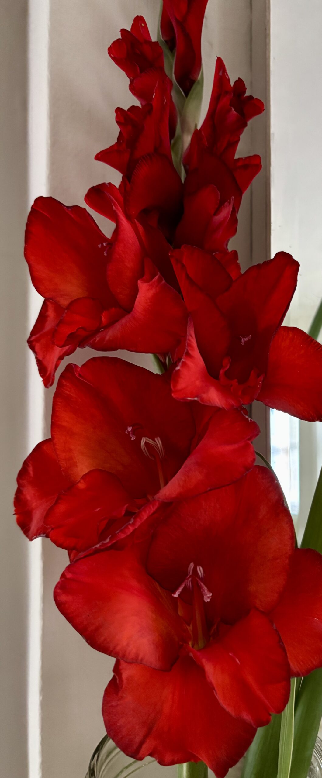 Bulbs & Tupers nursery photo 4