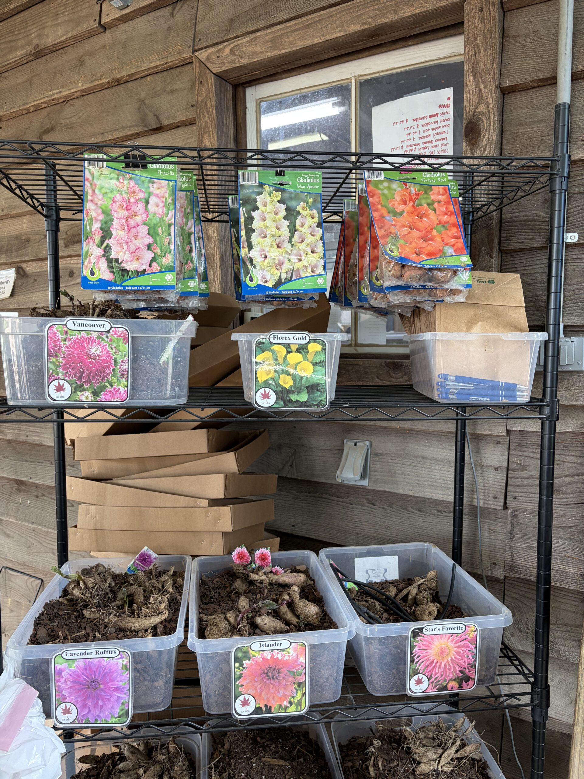 Bulbs & Tupers nursery photo 3