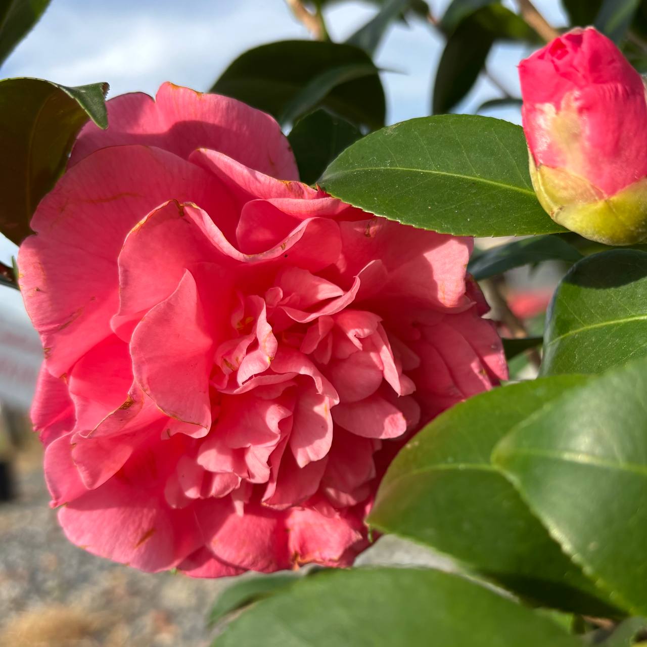 Camellias at Cline's Nursery 3