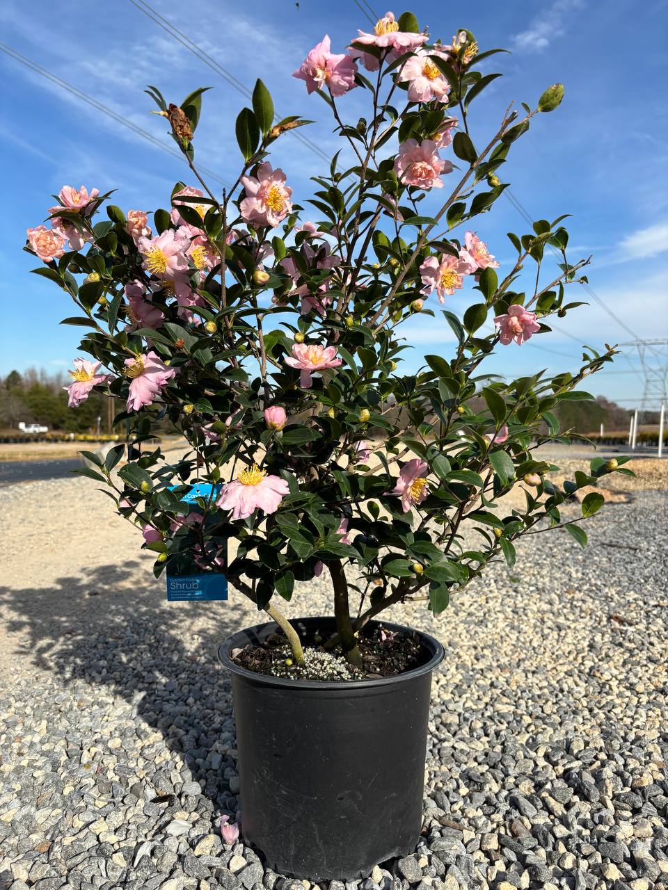 Potted camellia shrub at Cline's Nursery