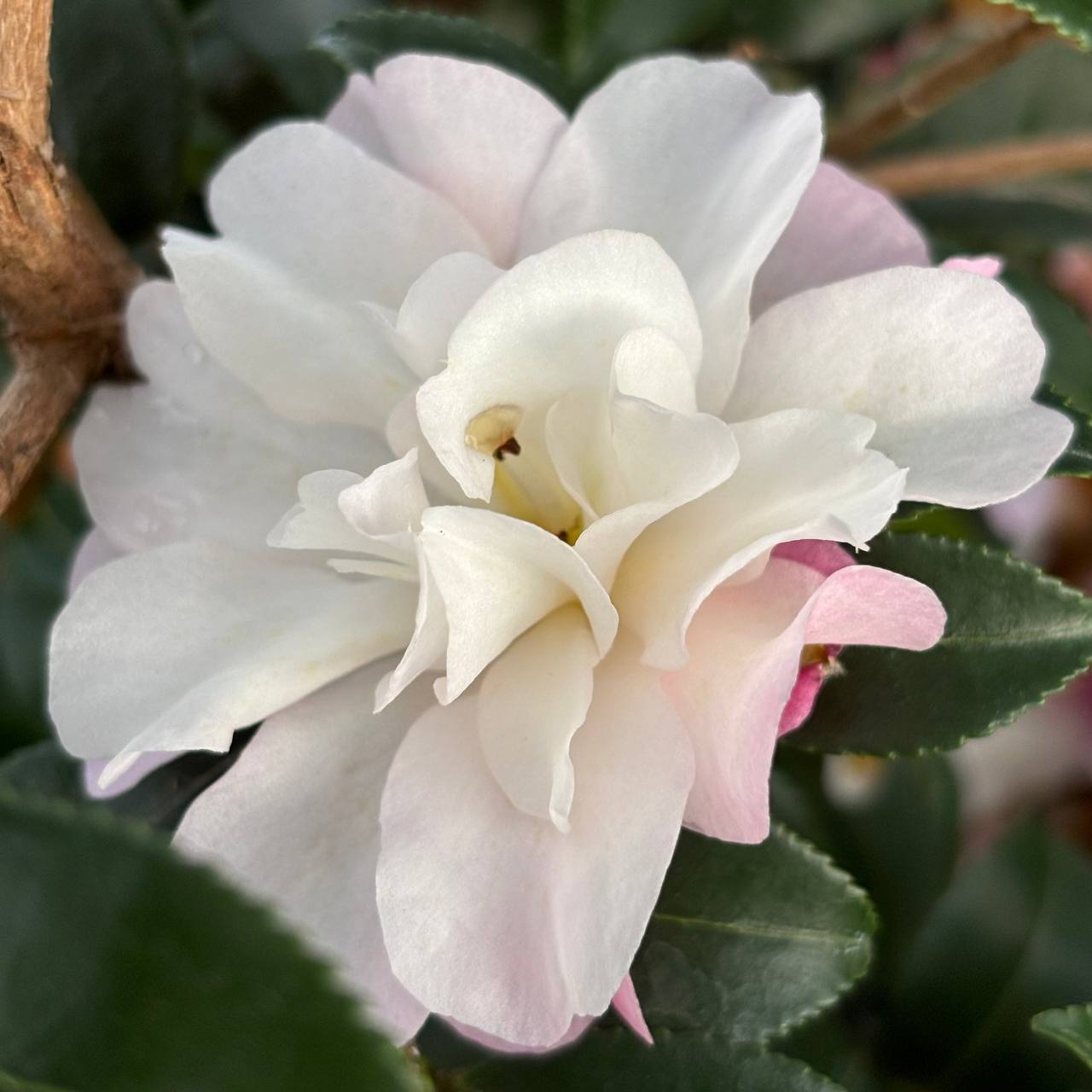 Camellias at Cline's Nursery 4