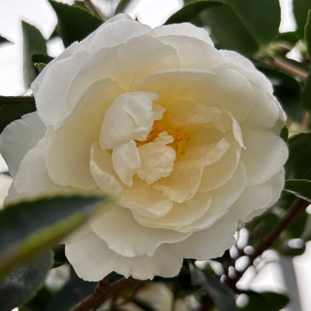 Camellias at Cline's Nursery 5