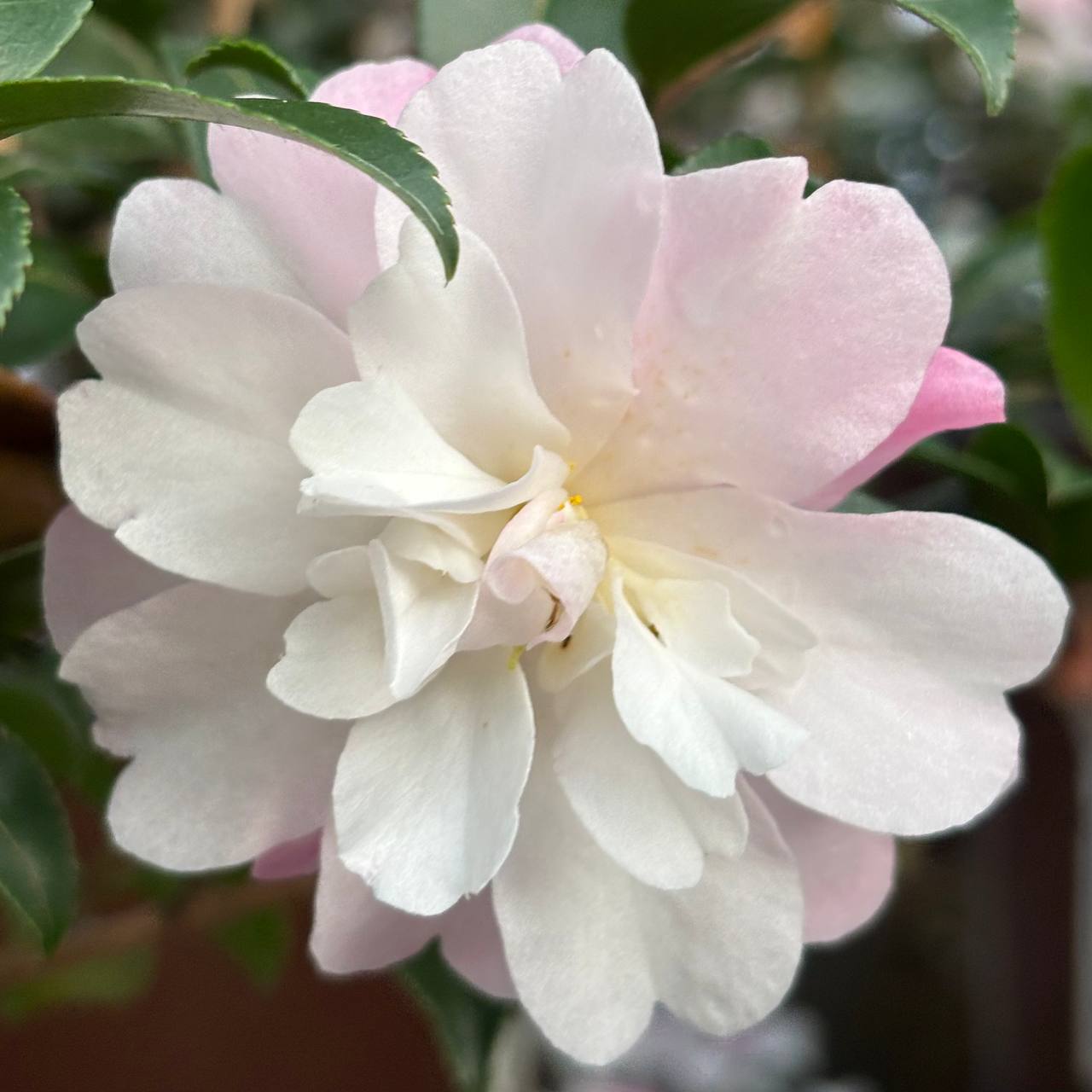 Camellias at Cline's Nursery 2