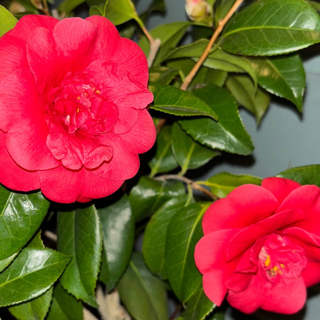 Camellias at Cline's Nursery 8
