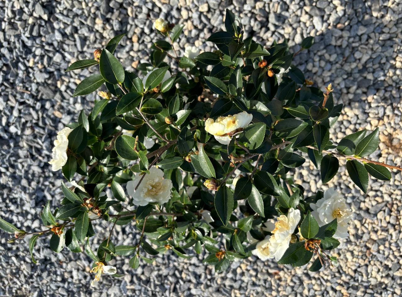 Camellias at Cline's Nursery 7