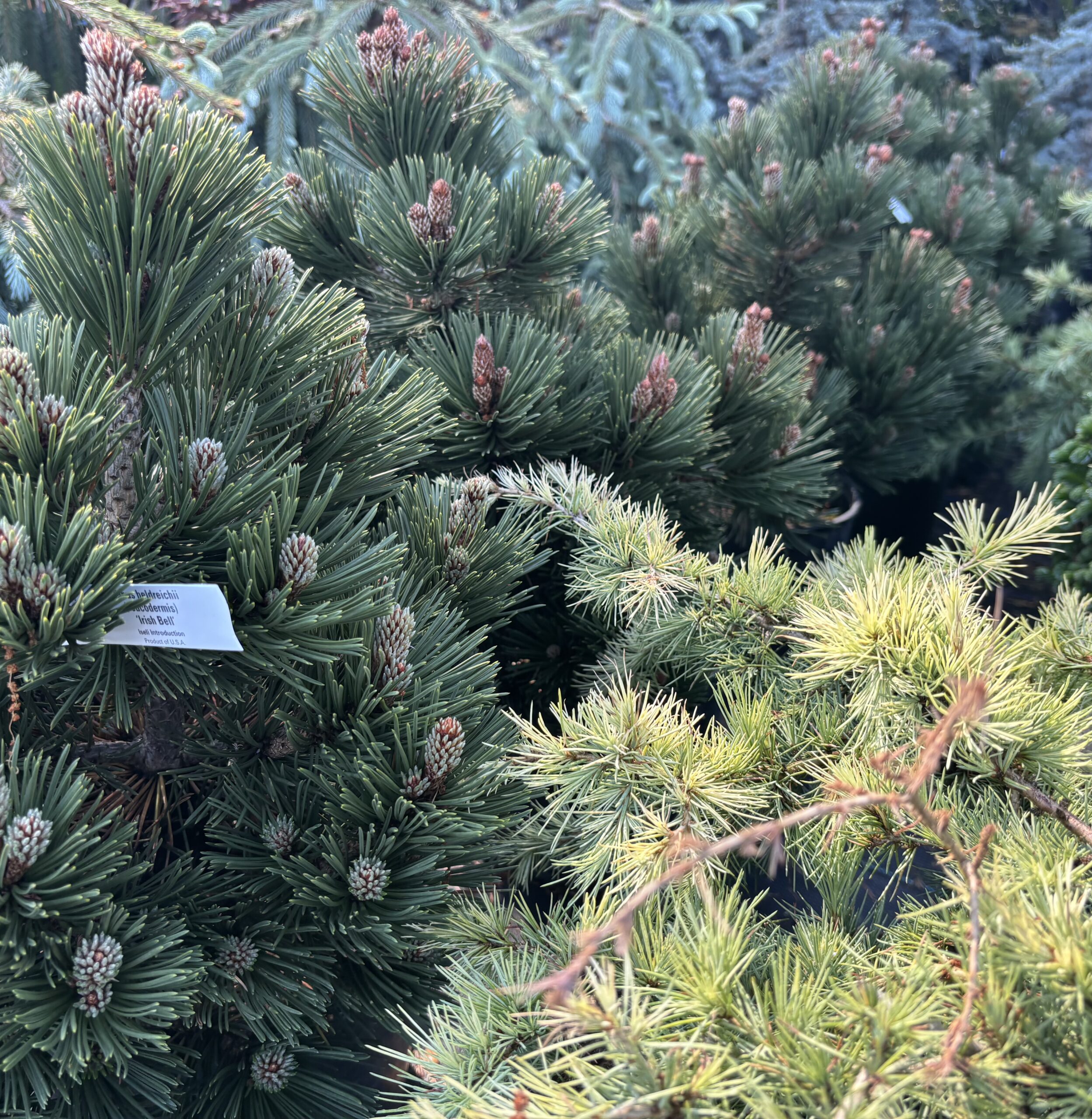Conifer Kingdom nursery photo 12
