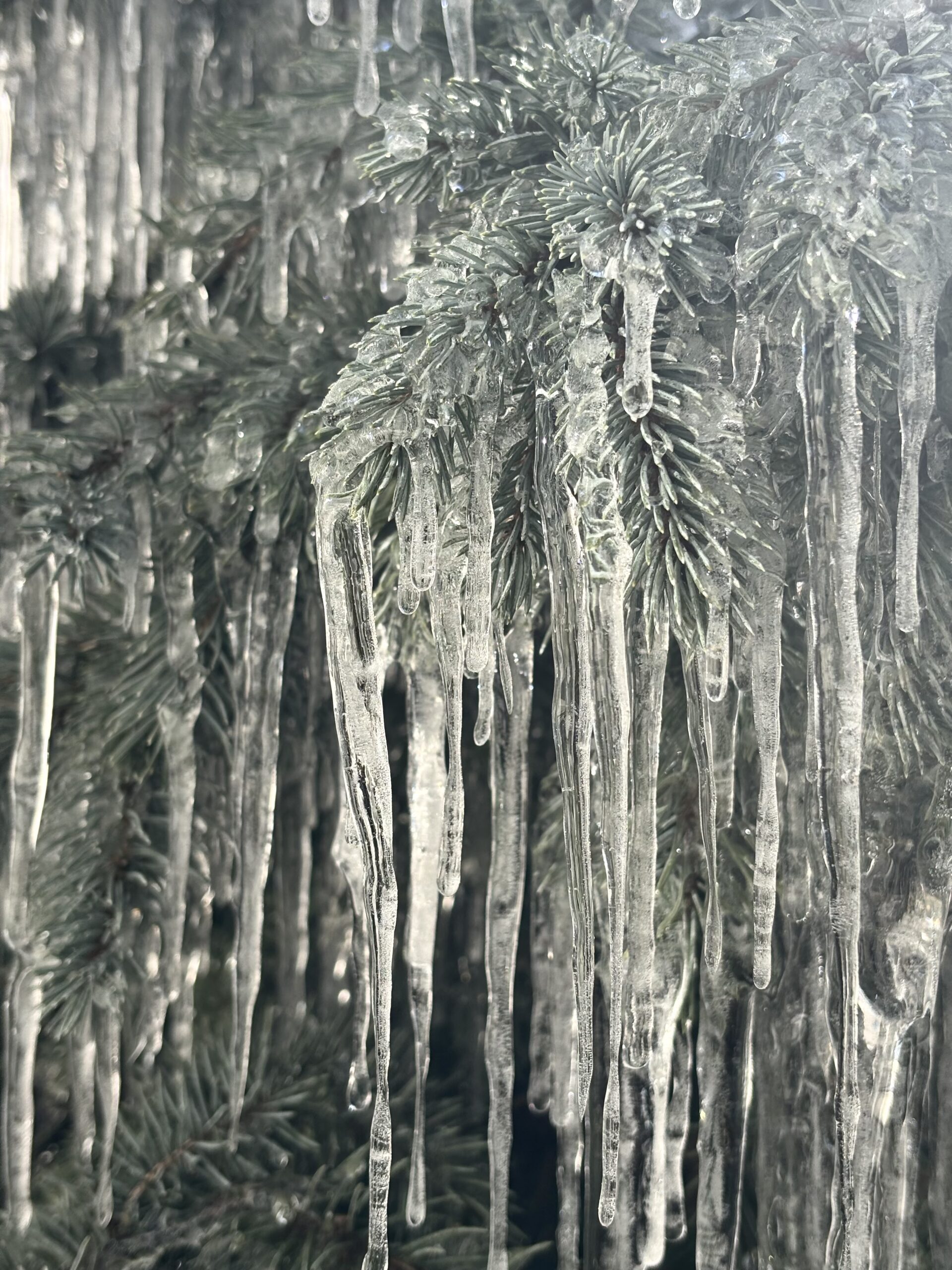 Conifer Kingdom hero image 1