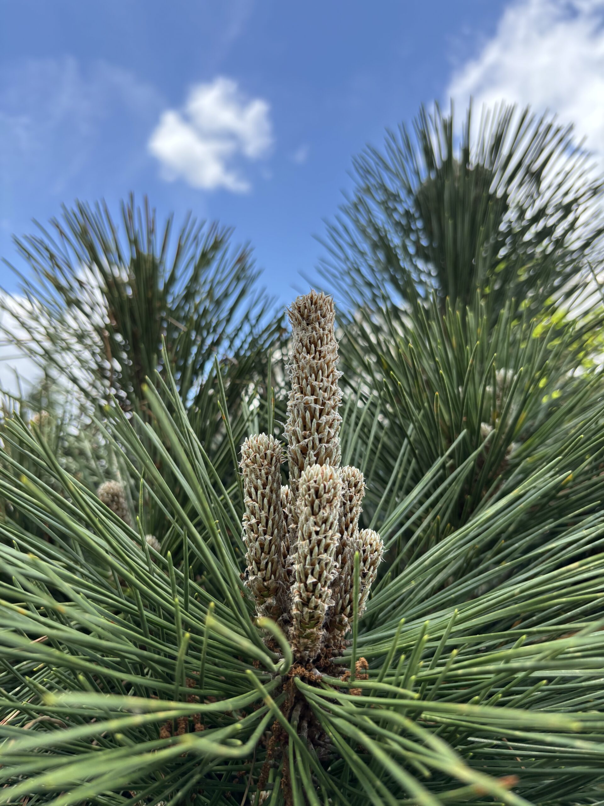 Conifer Kingdom hero image 10