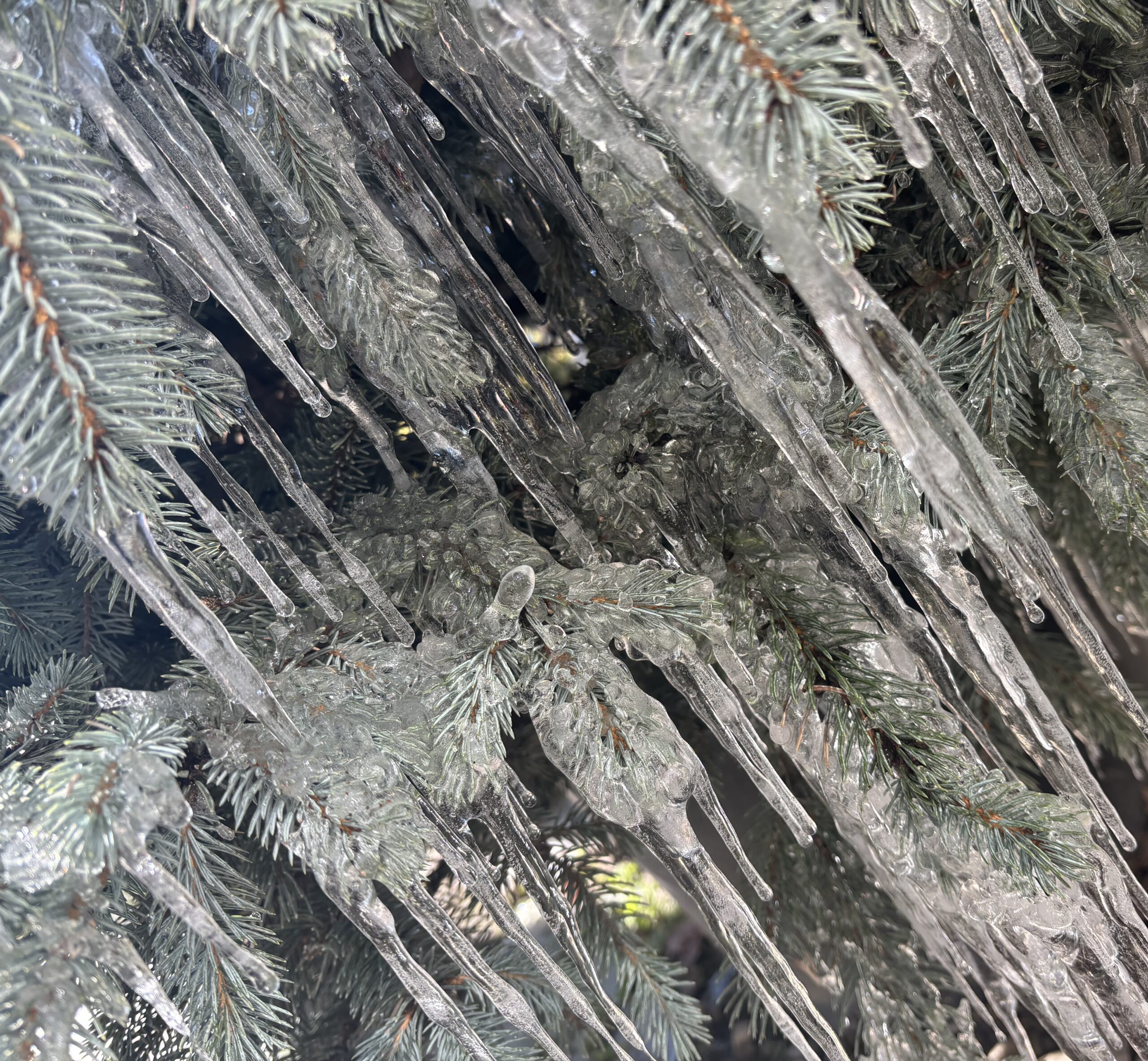 Conifer Kingdom hero image 3