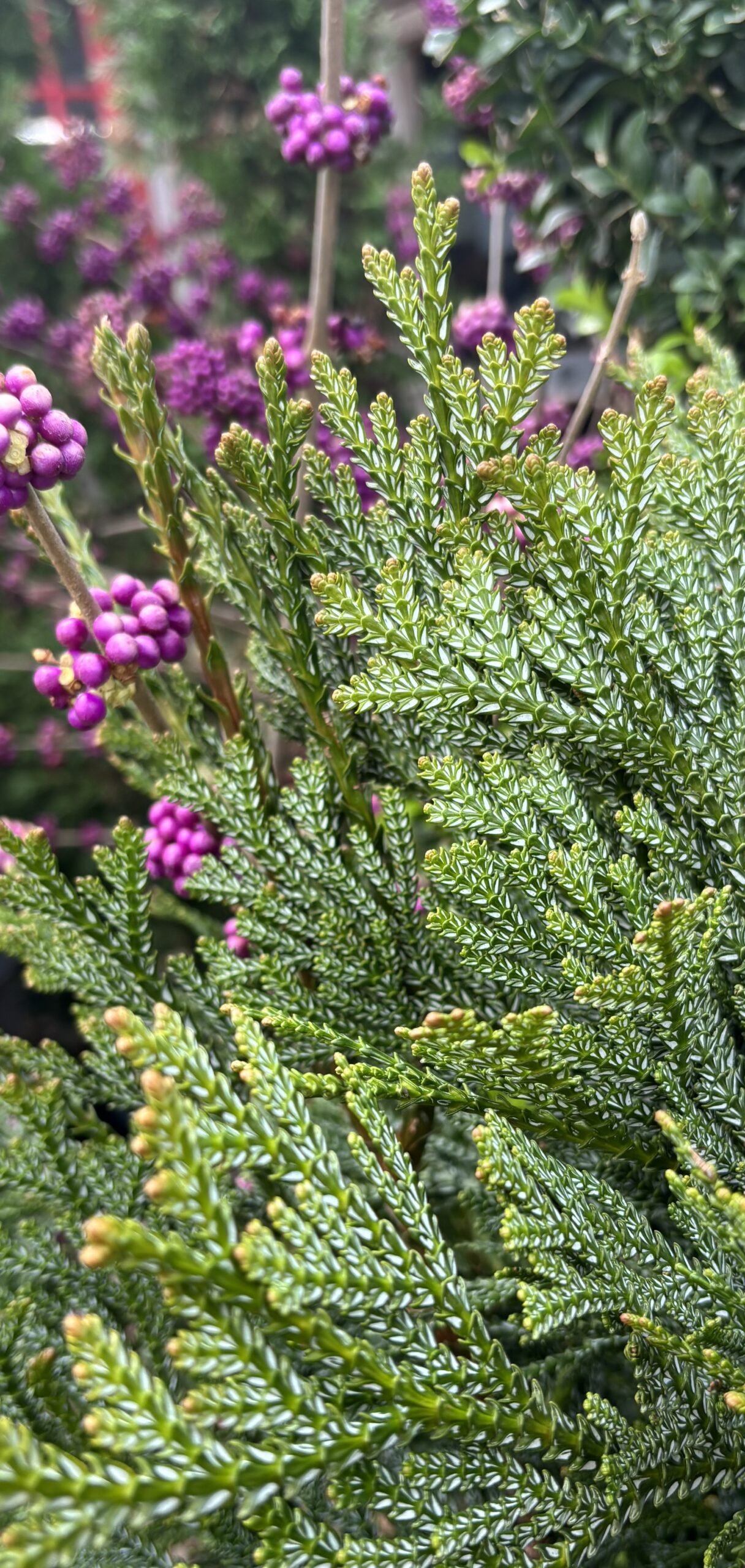 Conifer Kingdom hero image 5