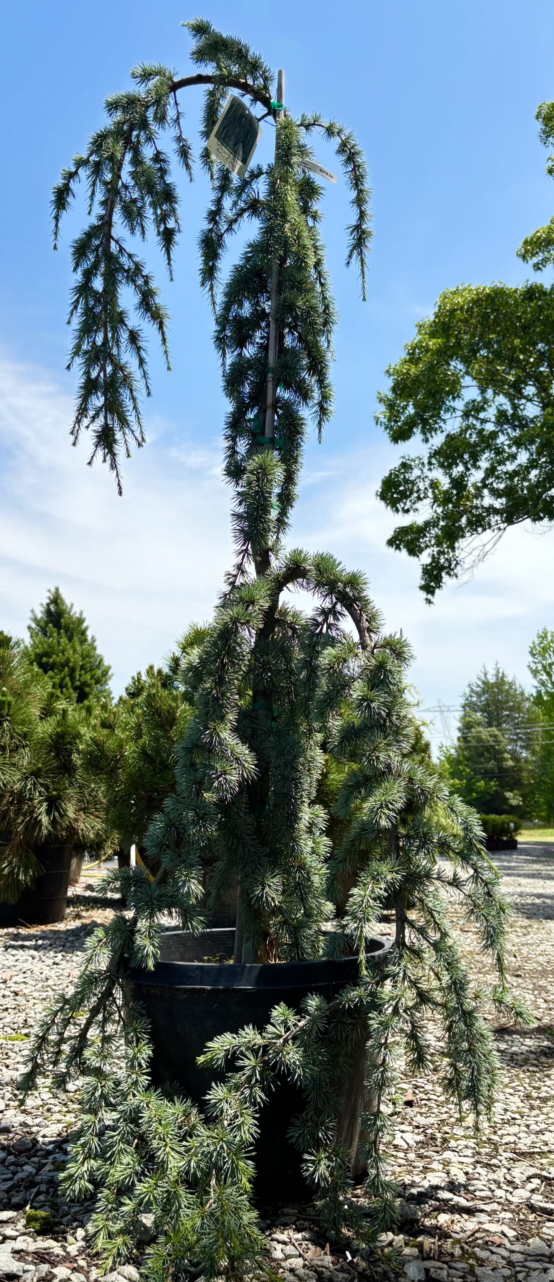Conifer Kingdom hero image 6