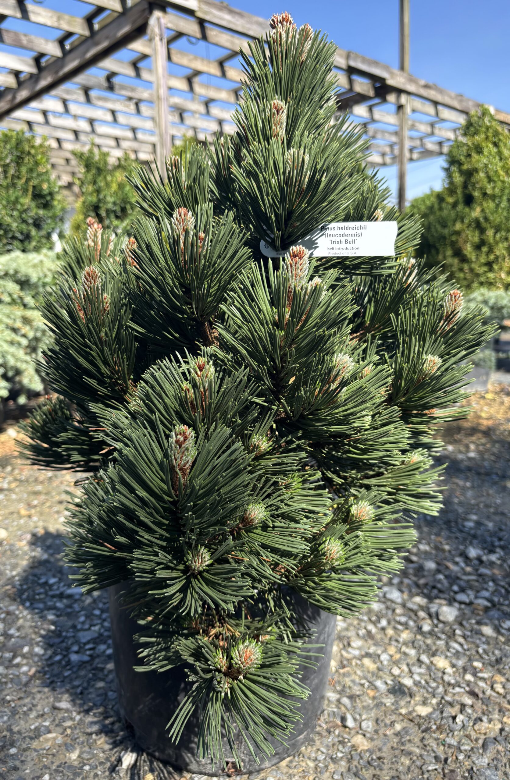 Conifer Kingdom hero image 7