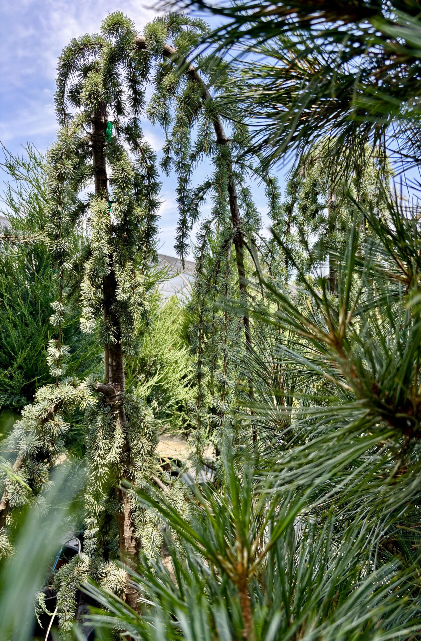 Conifer Kingdom hero image 8