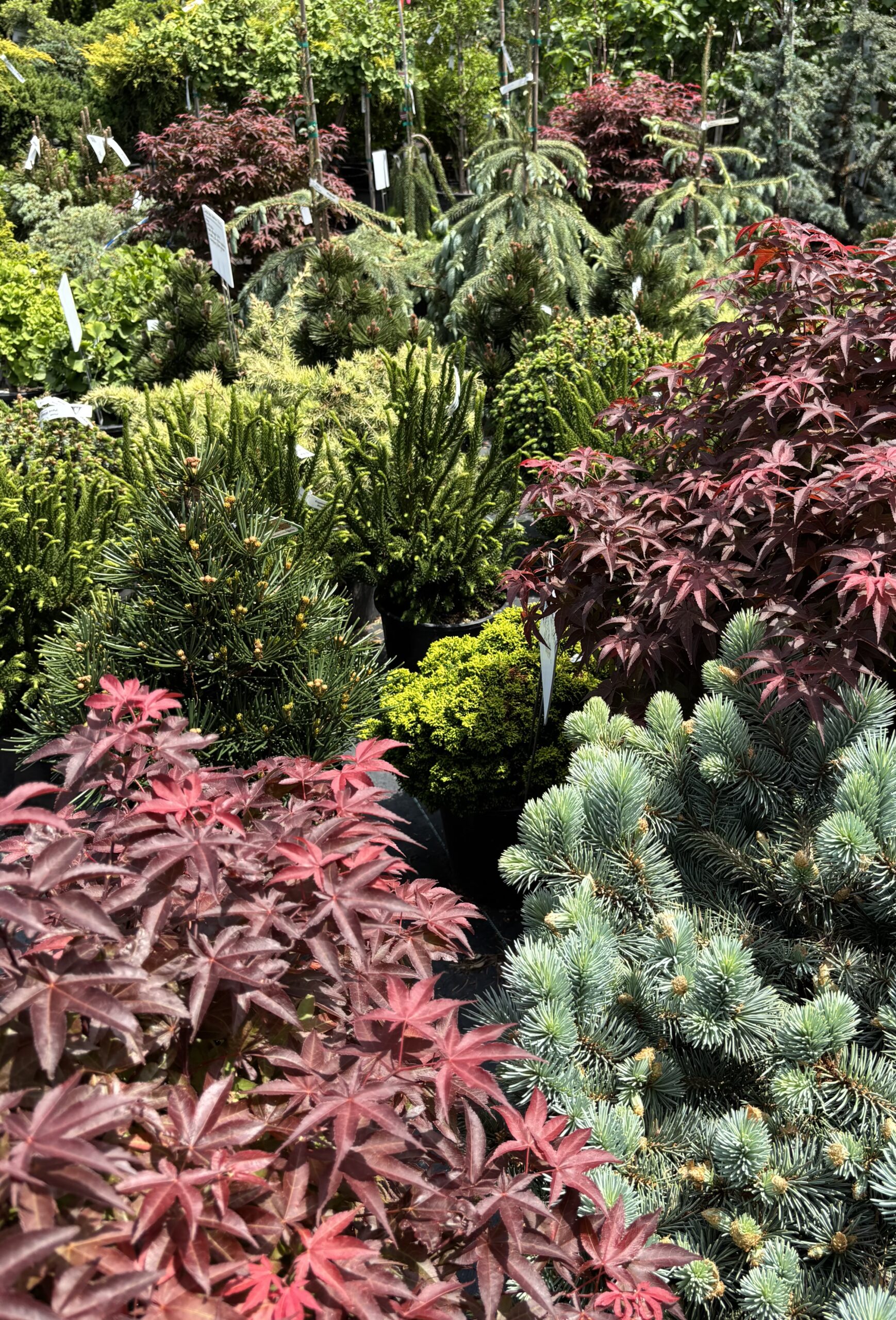 Conifer Kingdom hero image 9