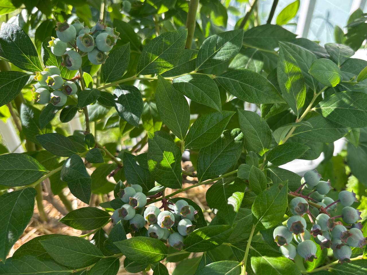 Edibles nursery photo 6