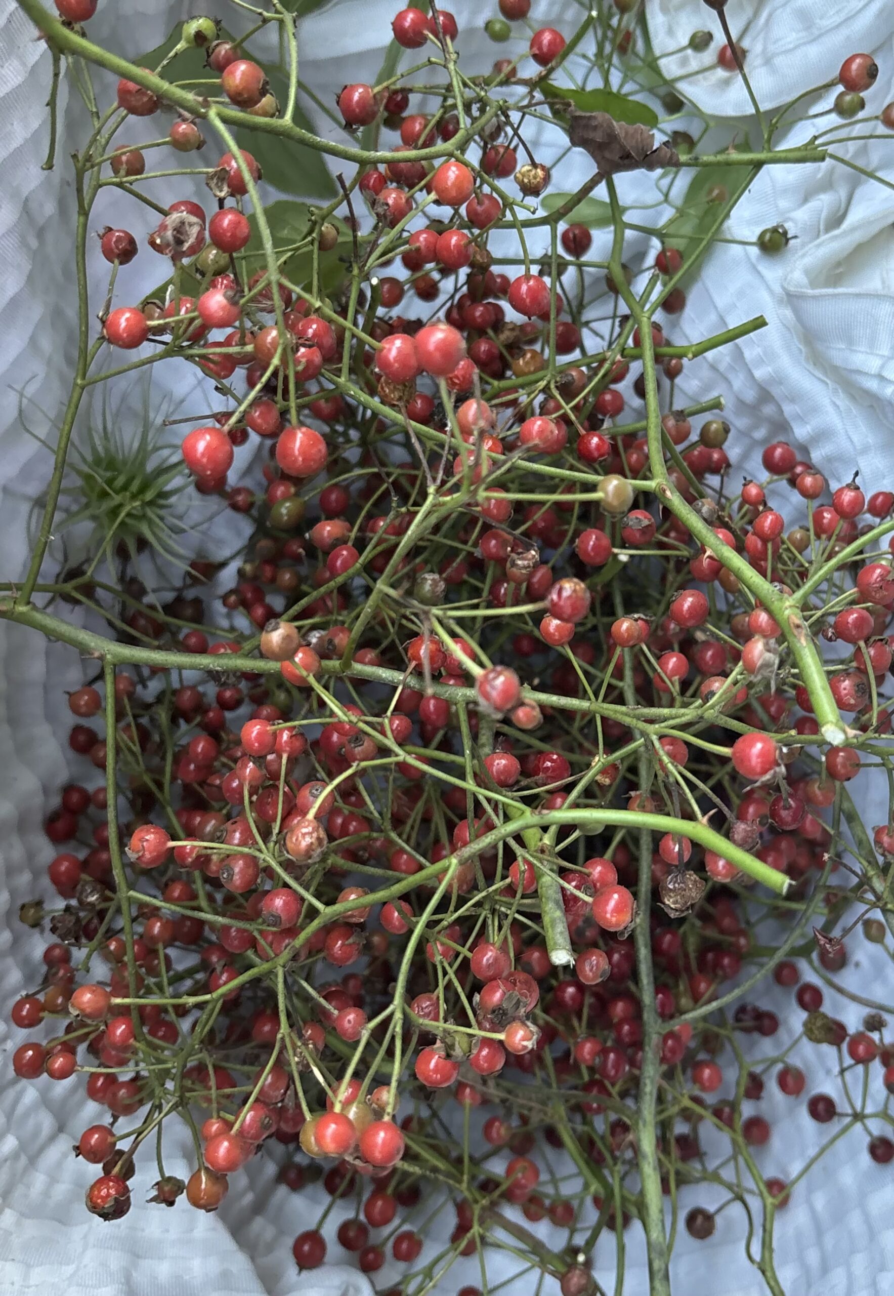 Edibles nursery photo 2