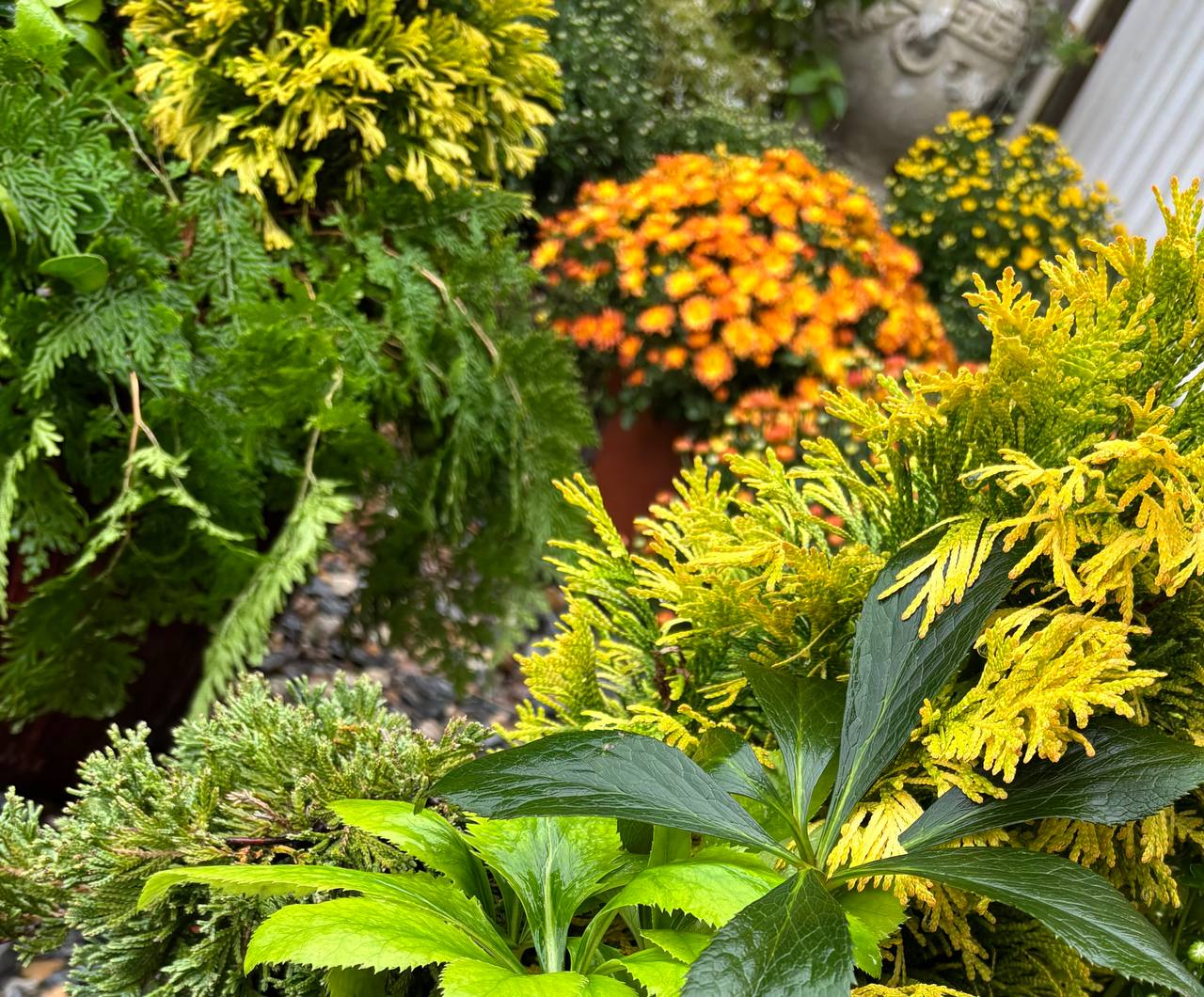 Fall favorites at Cline's Nursery