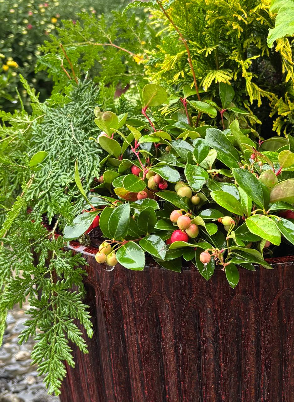 Fall Favorites nursery photo 5