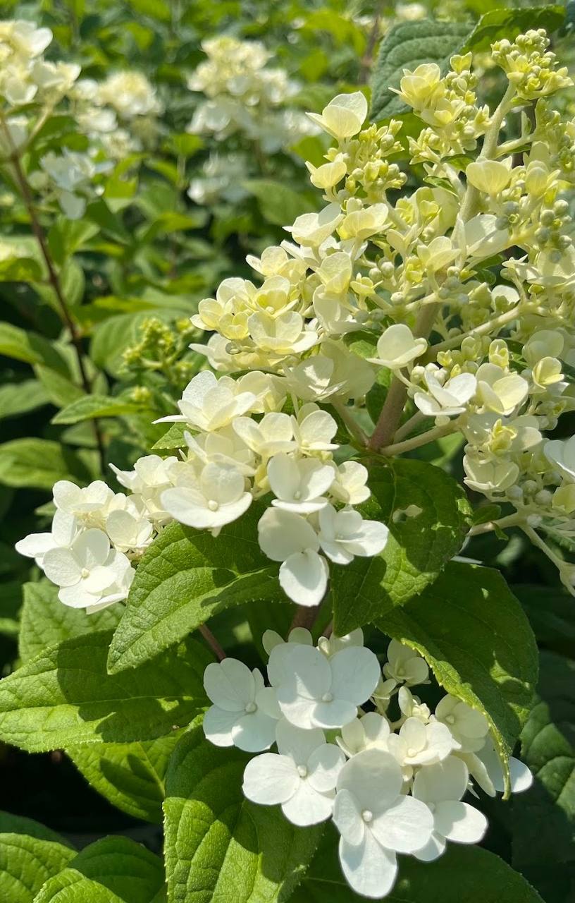 Hydrangeas nursery photo 2