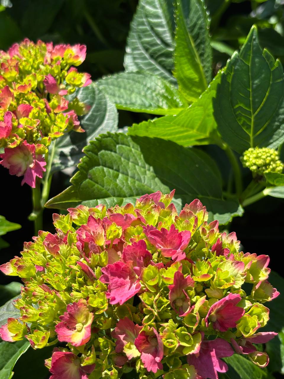Hydrangeas nursery photo 3