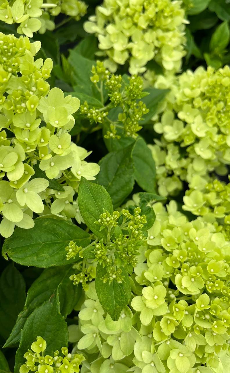 Hydrangeas nursery photo 4