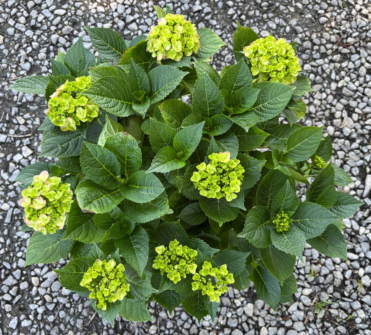 Hydrangeas nursery photo 5
