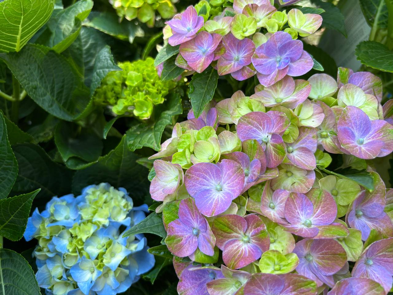 Hydrangeas nursery photo 1