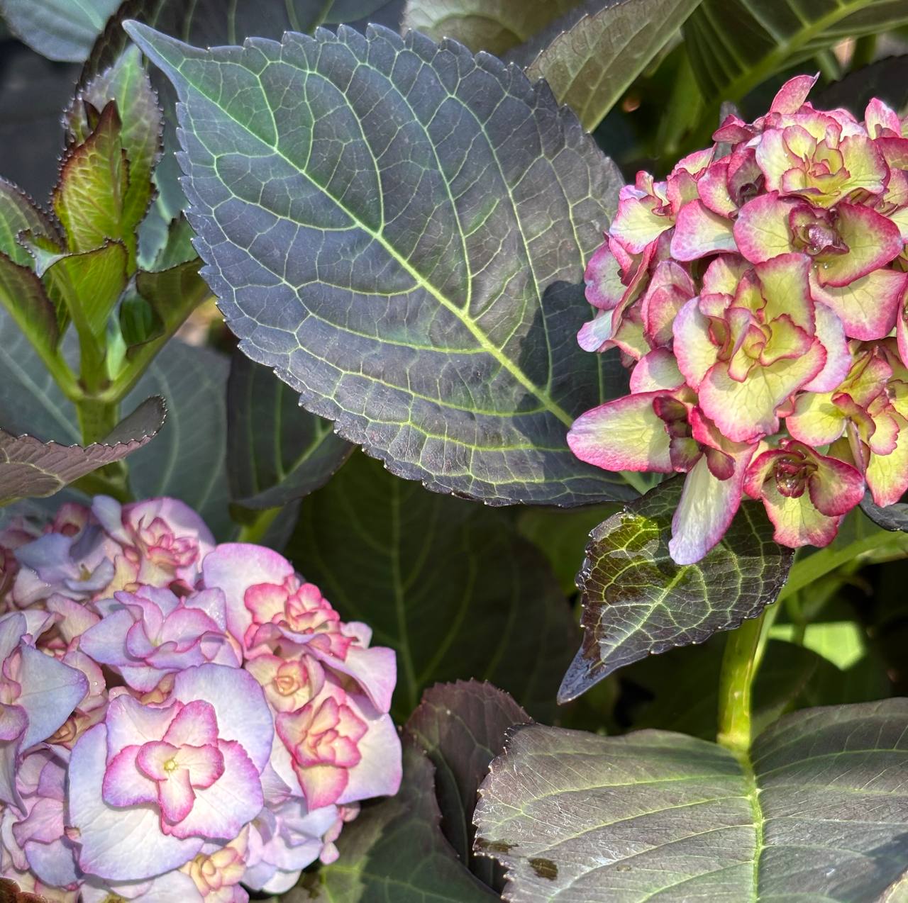 Hydrangeas nursery photo 6