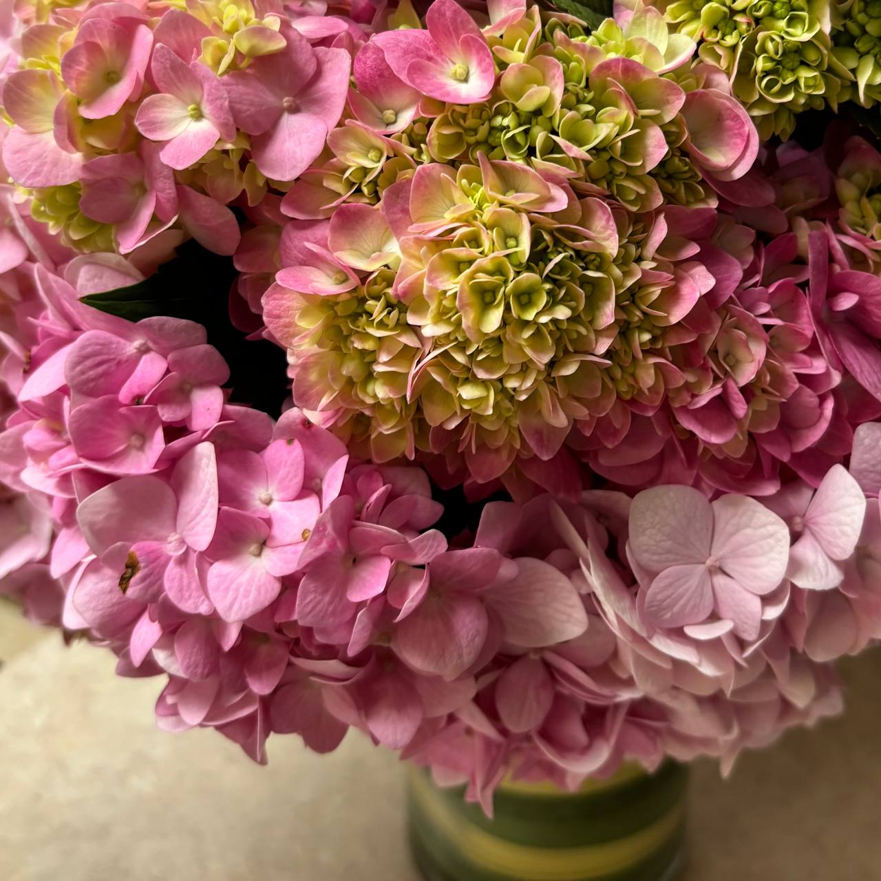 Hydrangea bloom at Cline's Nursery