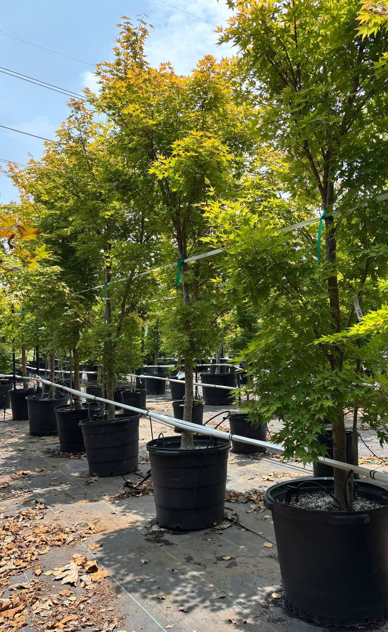 Japanese Maples hero image 12
