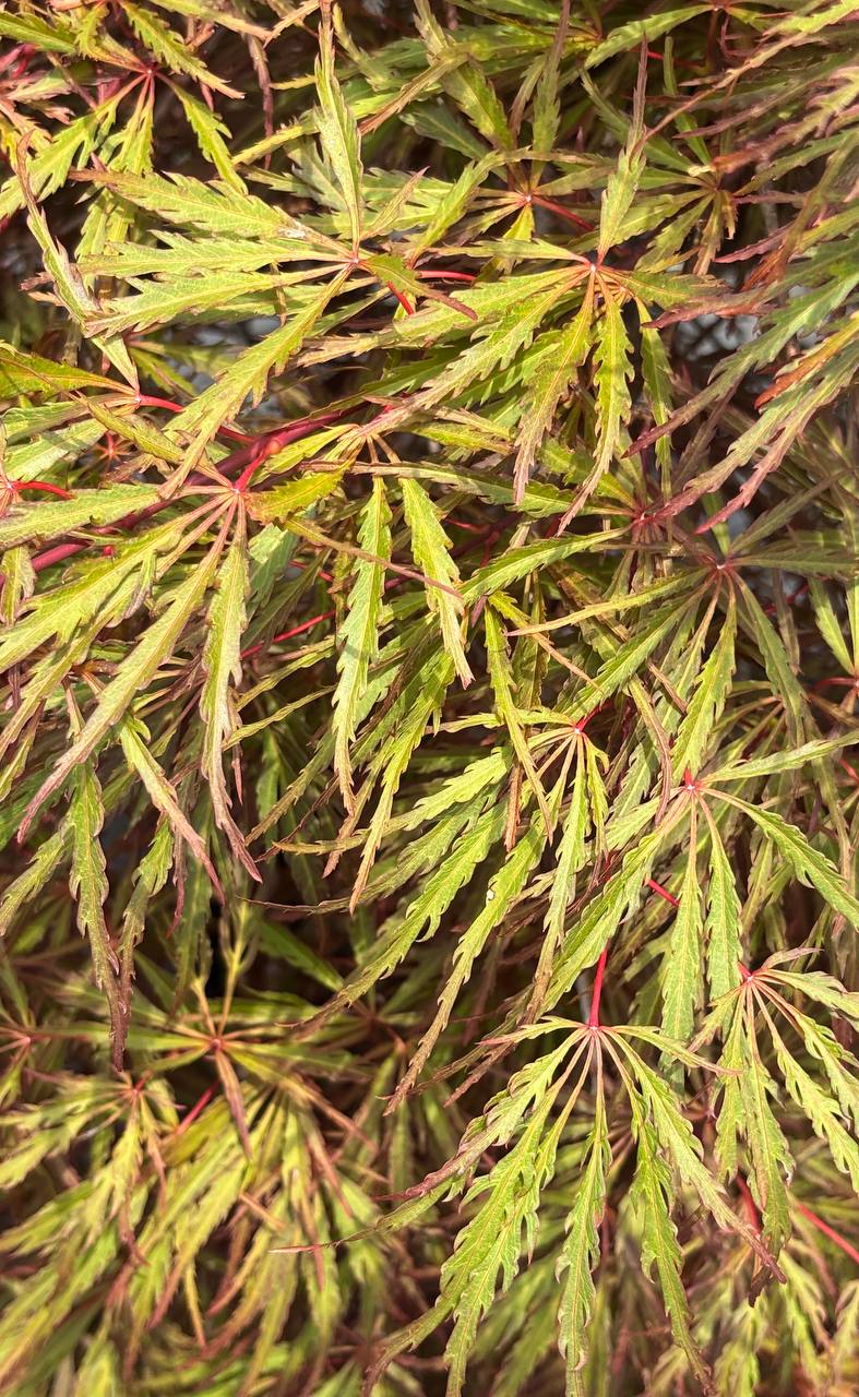 Japanese Maples hero image 13