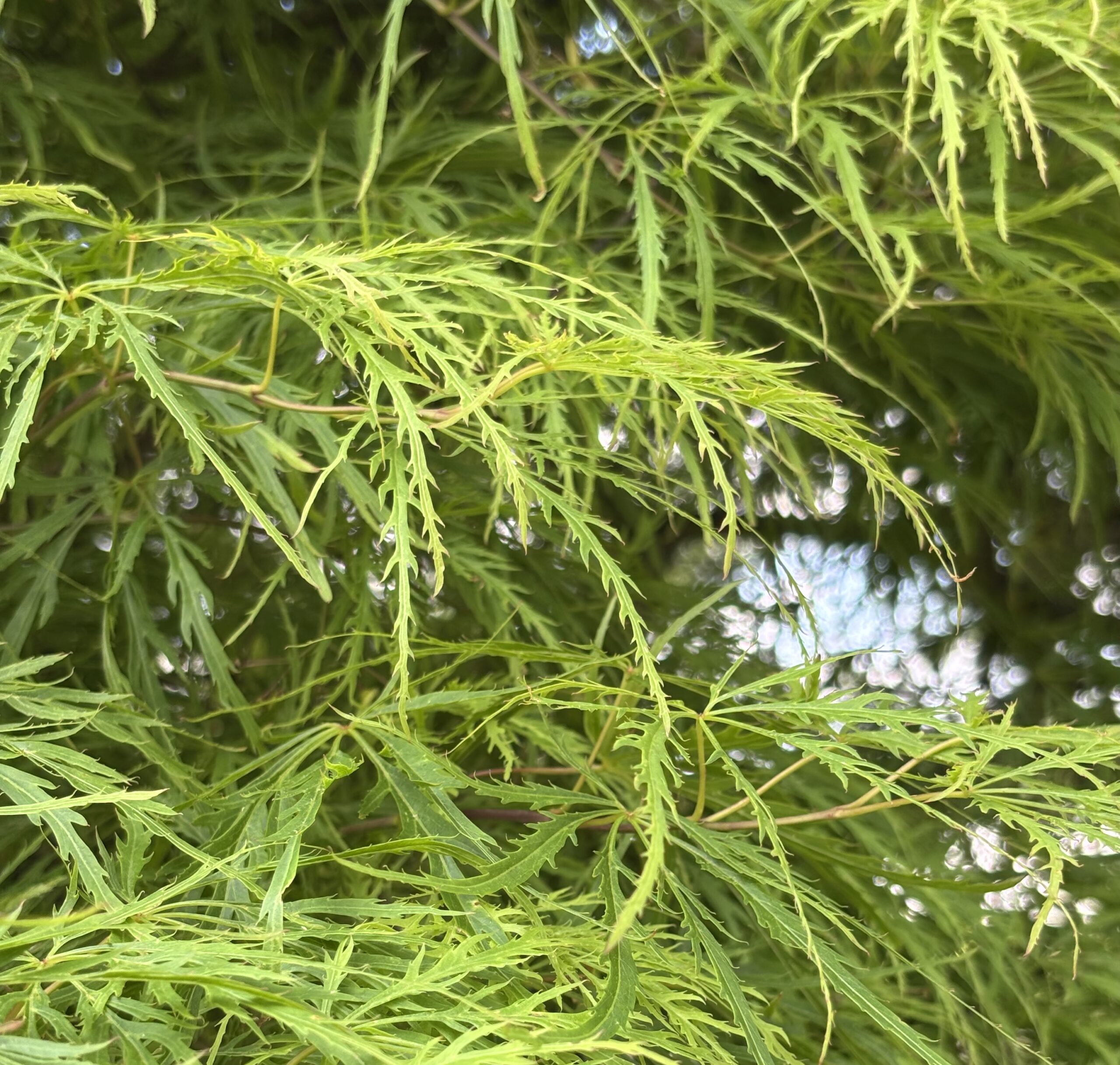 Japanese Maples hero image 1