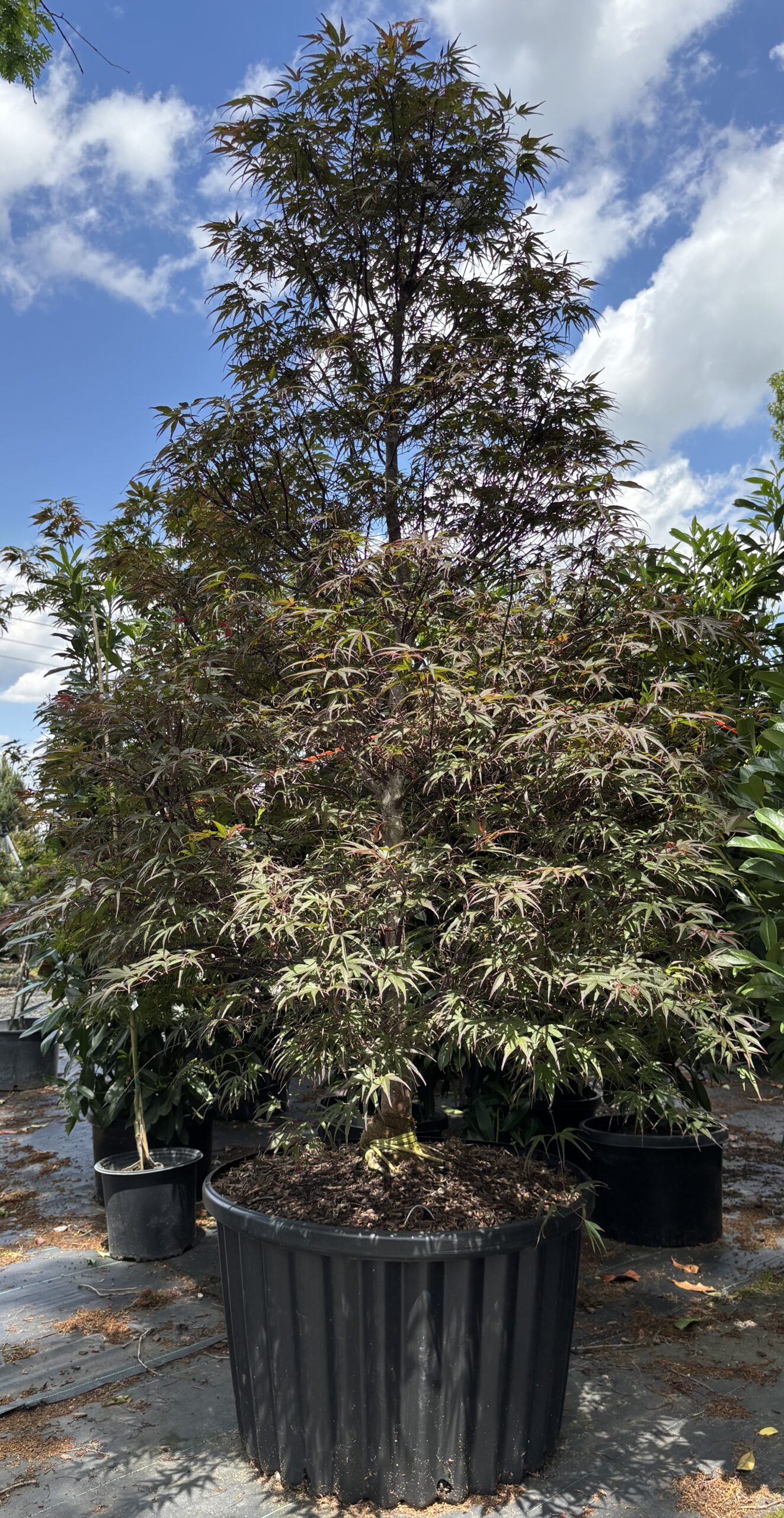 Japanese Maples hero image 8