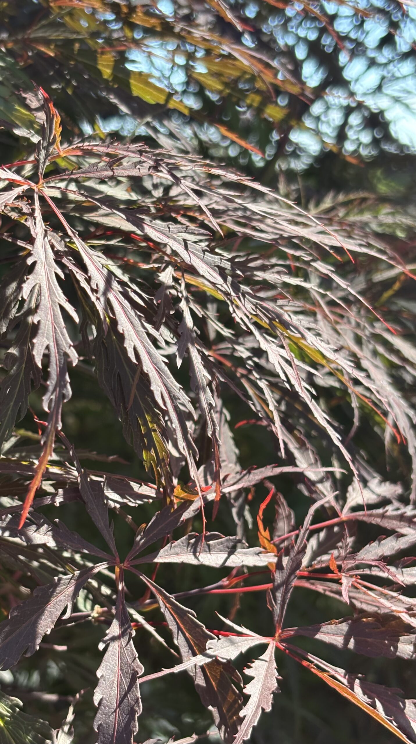Japanese Maples hero image 9