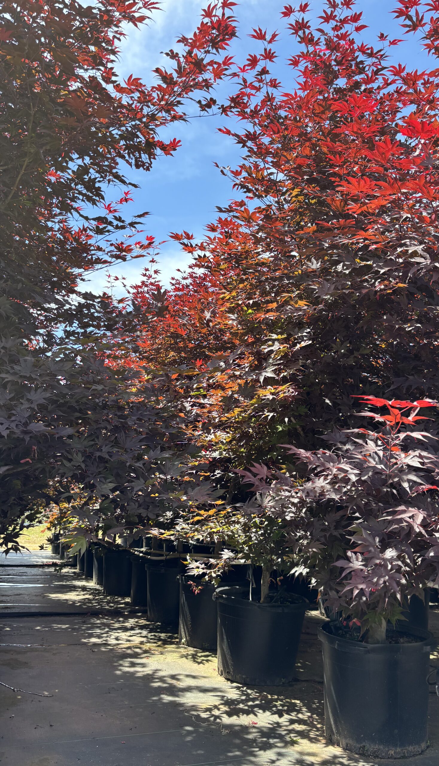 Japanese Maples hero image 10