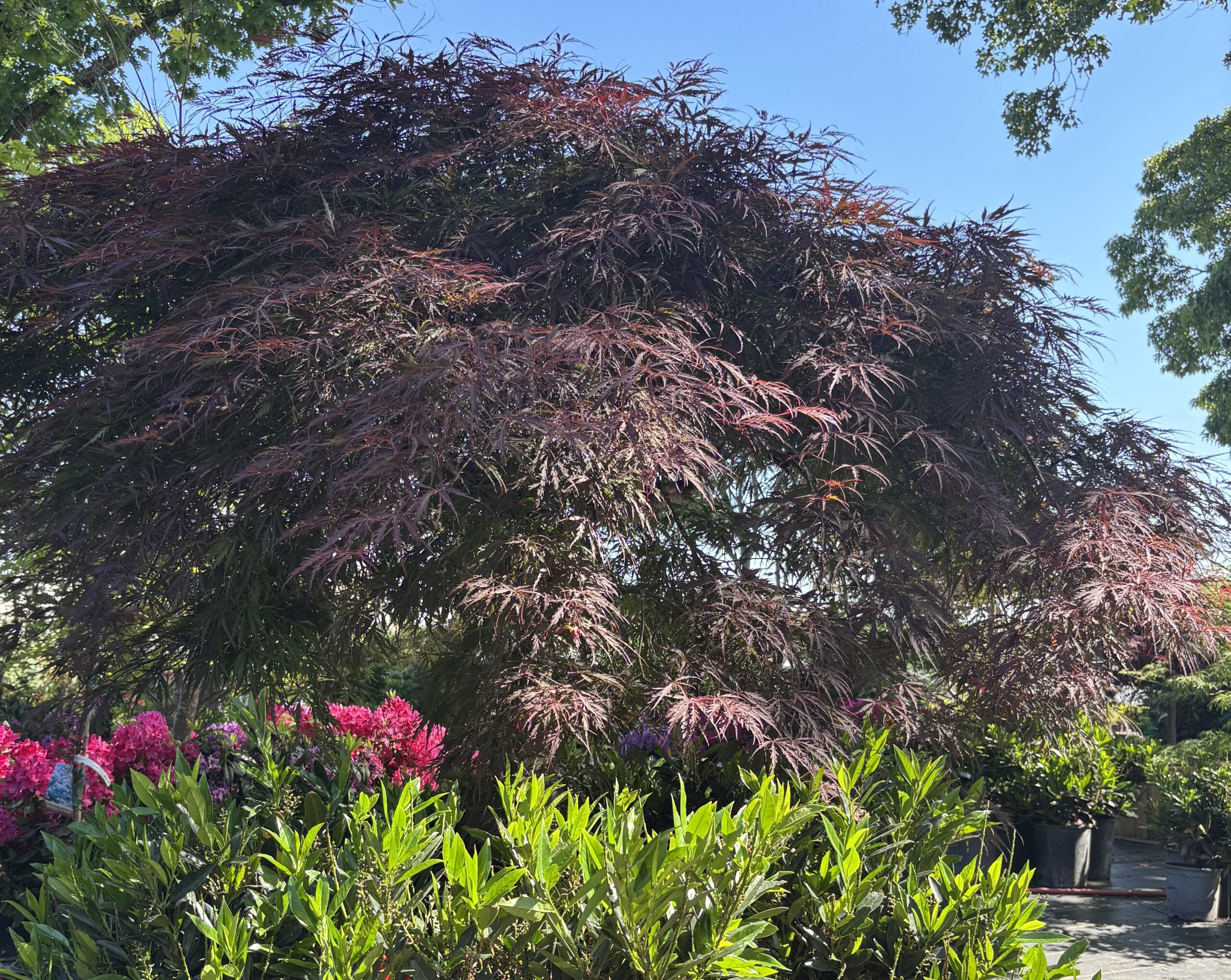 Japanese Maples hero image 4