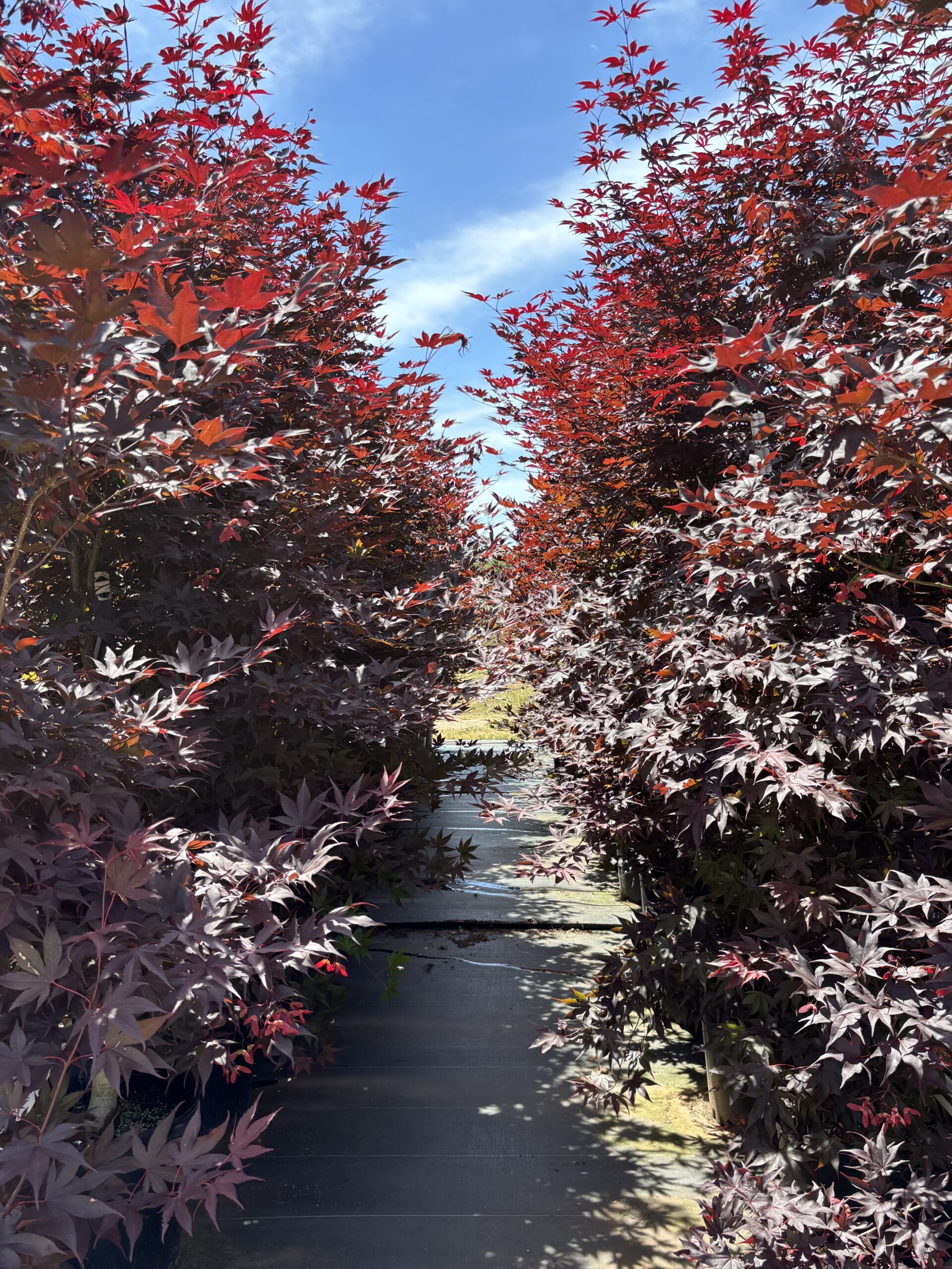 Japanese Maples hero image 5